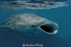 feeding whaleshark by Andre Philip 